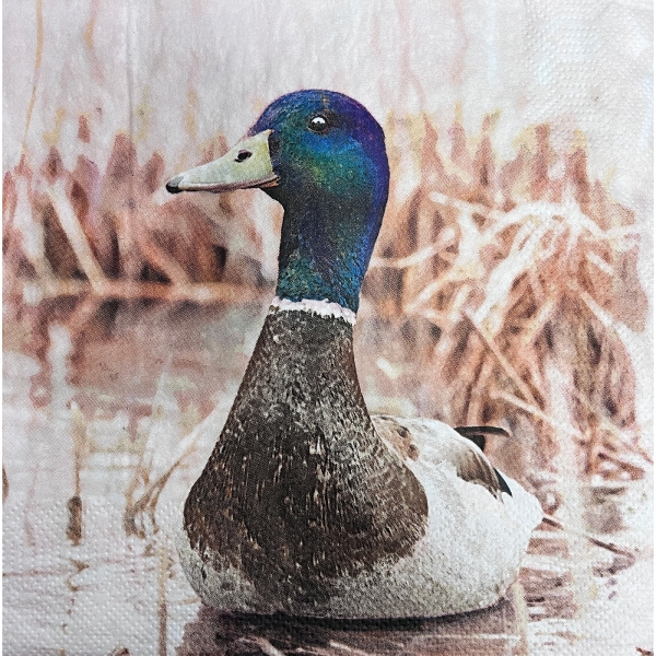 E1001-1z2XuAjD6IwgQs